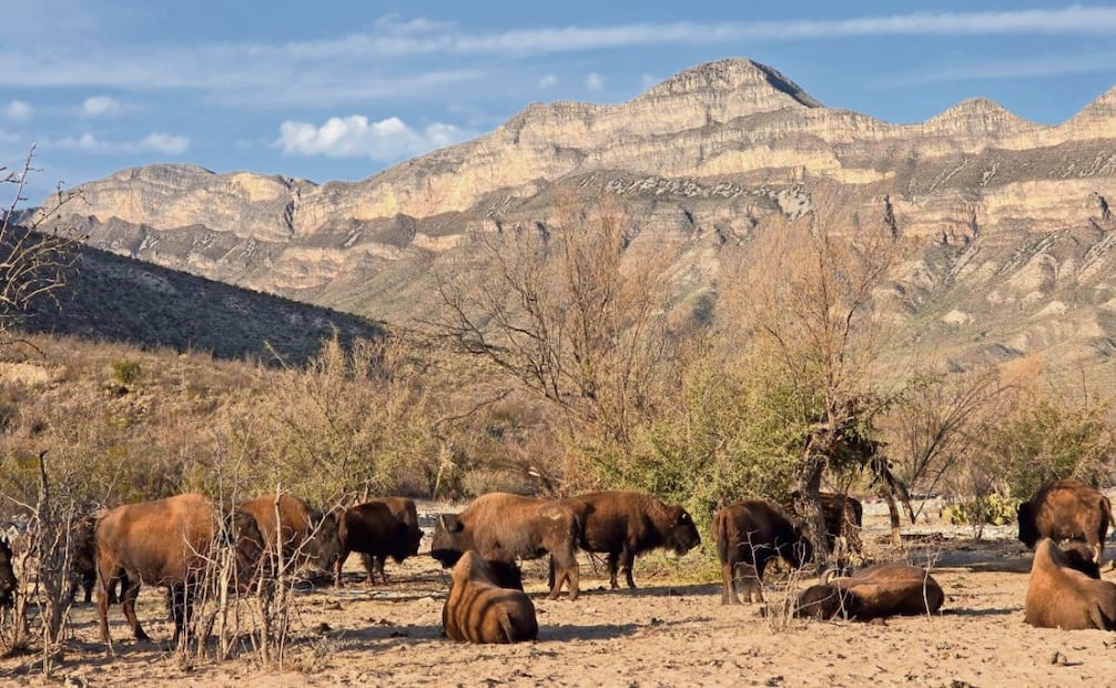 El bisonte, un motor de cambio para el ecosistema