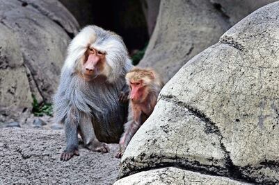 La curiosa especie con almohadillas rojas