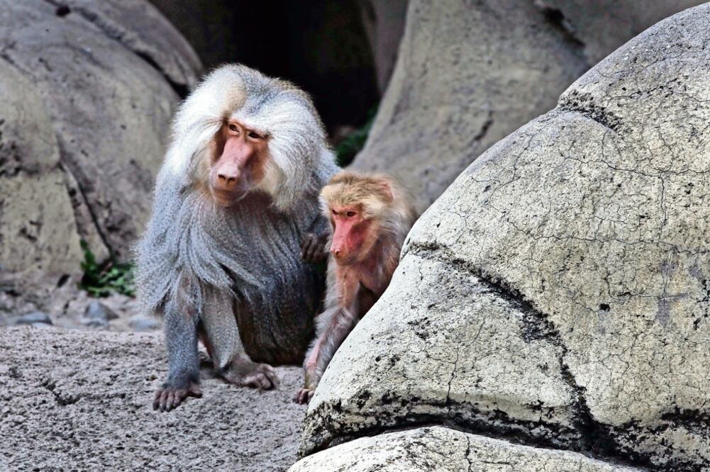 Identificar el sexo del papión sagrado es muy fácil, ya que los machos tienen un pelaje gris y el de las hermbras es pardo (JUAN CARLOS REYES. EL UNIVERSAL)