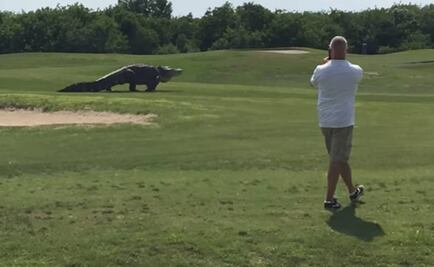 Video. "Dinosaurio” pasea en un campo de golf