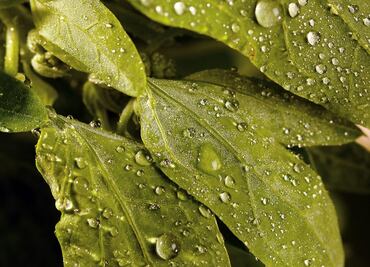 Quelites, la medicina natural contra la gastritis