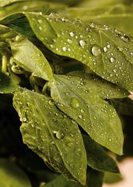 Quelites, la medicina natural contra la gastritis