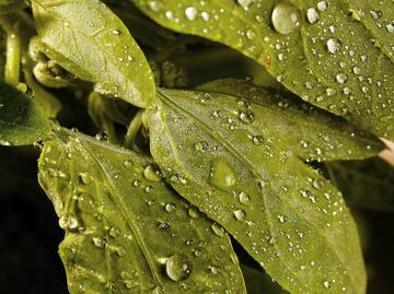 Quelites, la medicina natural contra la gastritis