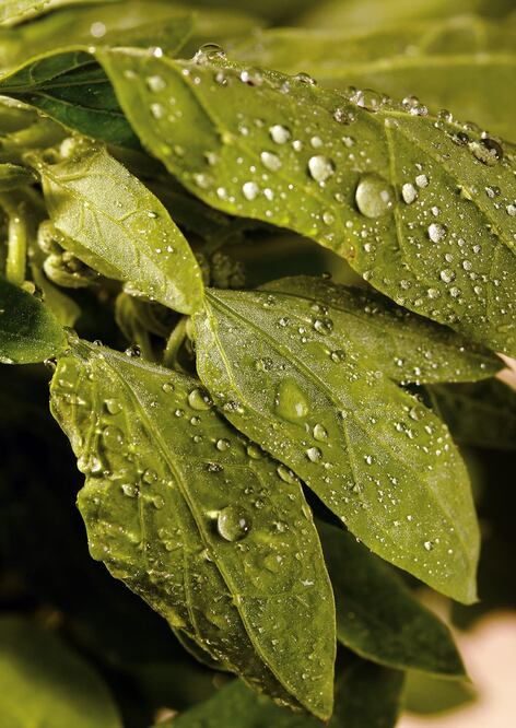 Los quelites son ricos en vitaminas y minerales que ayudan a combatir la gastritis / Foto: Pixabay