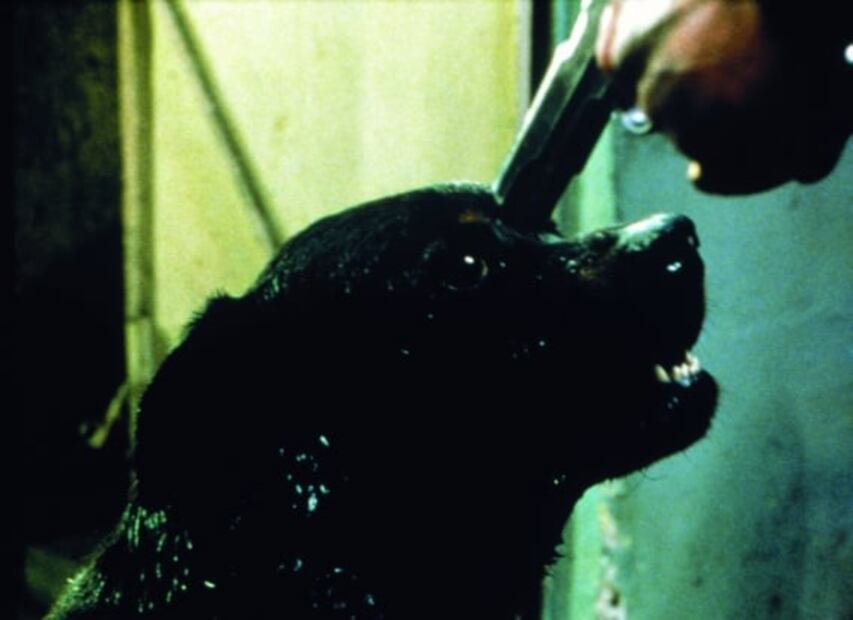 10 curiosidades de "Amores perros", la cinta llega remasterizada a cines mexicanos