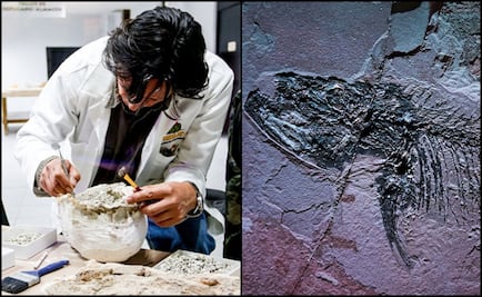 Mexico boasts new paleontology research lab