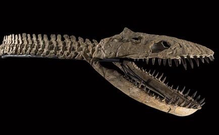 Marruecos está dispuesto a pagar para recuperar su dinosaurio