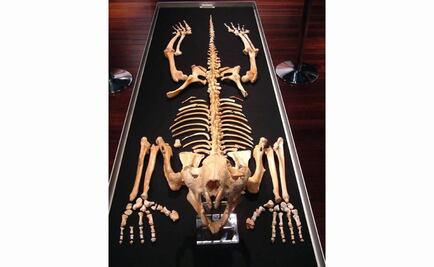 Impacto humano, clave en extinción de megafauna en Australia