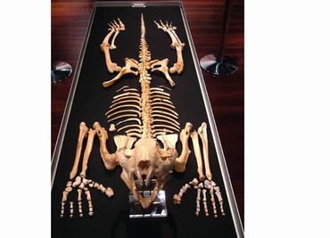 Impacto humano, clave en extinción de megafauna en Australia