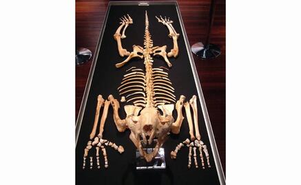 Impacto humano, clave en extinción de megafauna en Australia