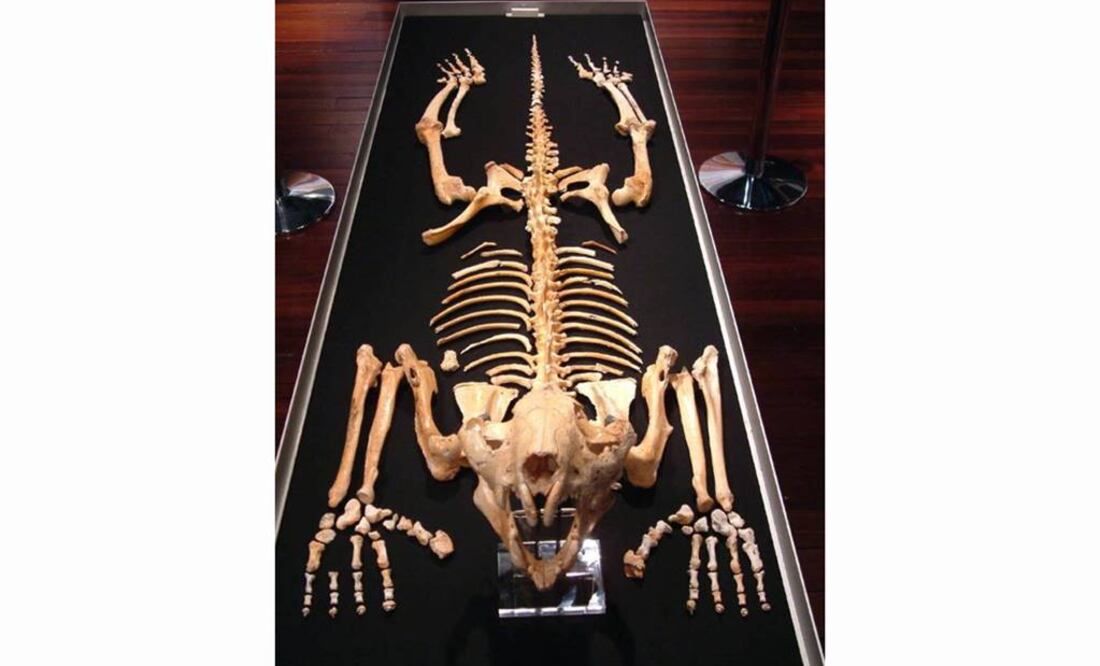 Poblaciones parecen ir hacia la extinción poco después de la ocupación humana. Foto: Archivo