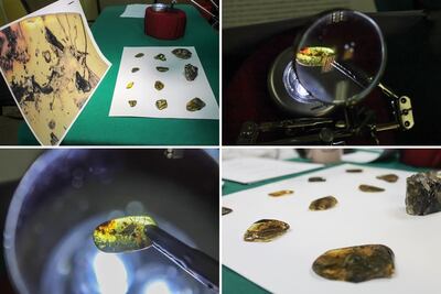 Encuentran piezas de ámbar de 23 millones de años en Chiapas