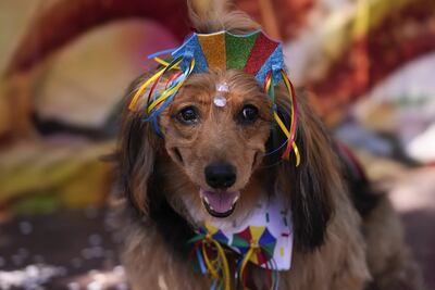 Carnaval en Brasil: Perros con trajes brillantes desfilan en Río de Janeiro