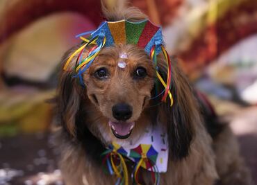 Carnaval en Brasil: Perros con trajes brillantes desfilan en Río de Janeiro