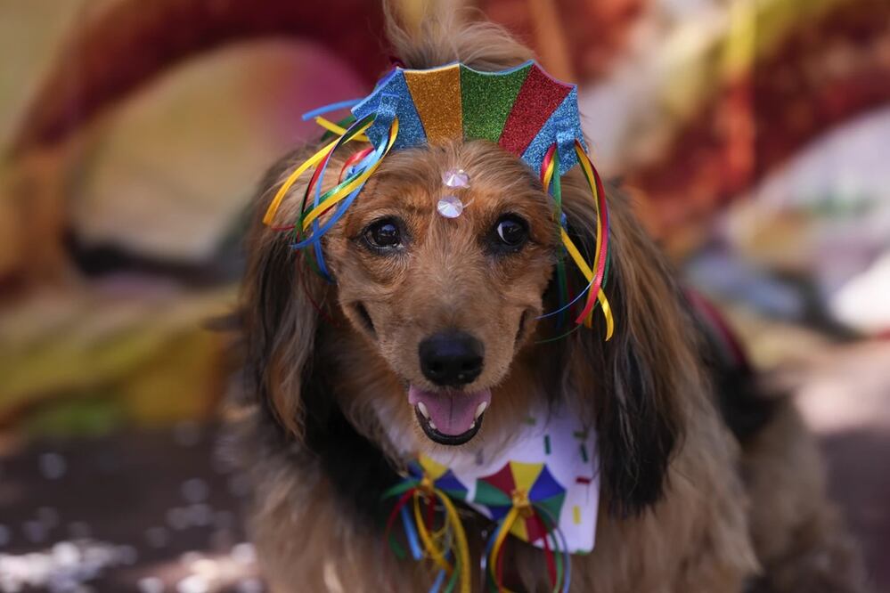Un perro con un tocado durante el desfile de Carnaval de perros "Blocao" en Río de Janeiro, Brasil. Foto: AP