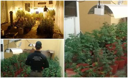 Hallan invernadero de marihuana acondicionado en edificio de Sinaloa