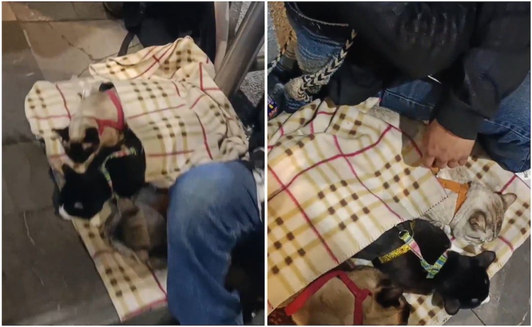 Denuncian presunto caso de maltrato animal a las afueras de Metro Buenavista; hombre duerme gatitos para pedir dinero. Foto: Captura de pantalla