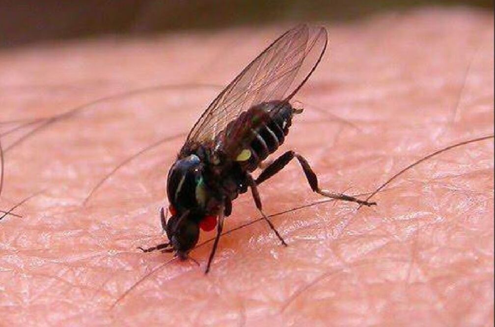 En las últimas semanas, se han contabilizado 19 casos de dengue grave y 9 personas han fallecido durante 2024. Foto: Captura de pantalla.