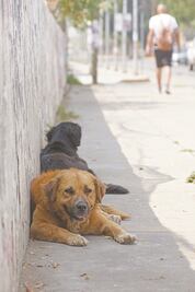 Proponen prisión por abandono de mascotas