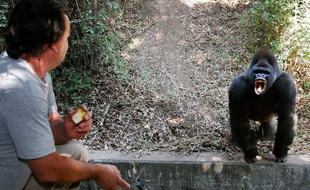 Suspenden a director de zoológicos tras muerte de Bantú