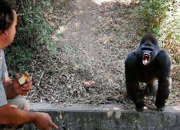 Suspenden a director de zoológicos tras muerte de Bantú