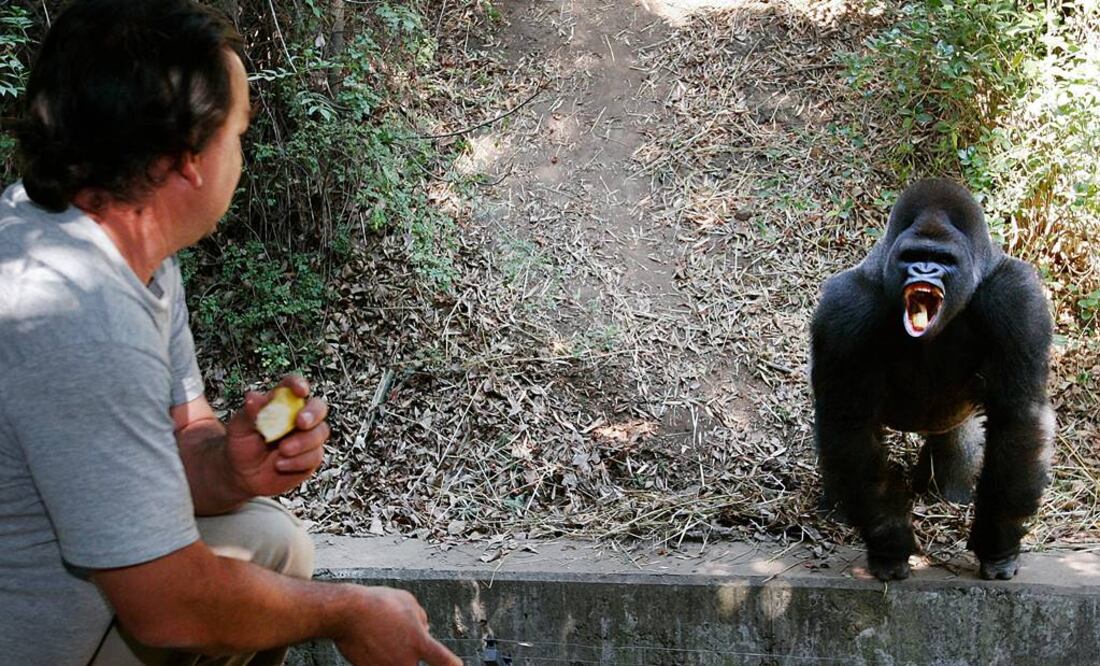 Suspenden a director de zoológicos tras muerte de Bantú