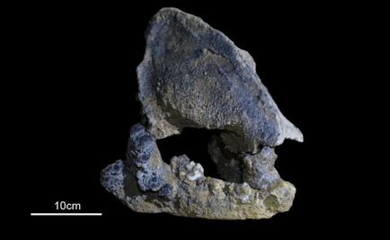 Hallan restos de un panda gigante de 22 mil años