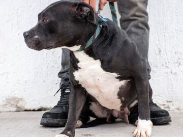 Correr por el bienestar animal; Sedema organiza la segunda carrera “Amar es adoptar”
