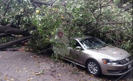 Cae árbol sobre varios vehículos en la colonia Anzures