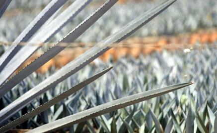 European Union to protect Mexican tequila