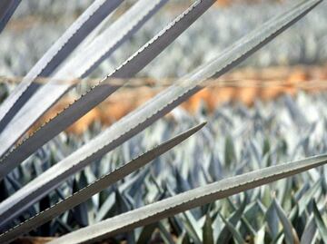 European Union to protect Mexican tequila