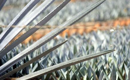 European Union to protect Mexican tequila