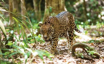 Jaguar devora a perro en zoológico de Orizaba