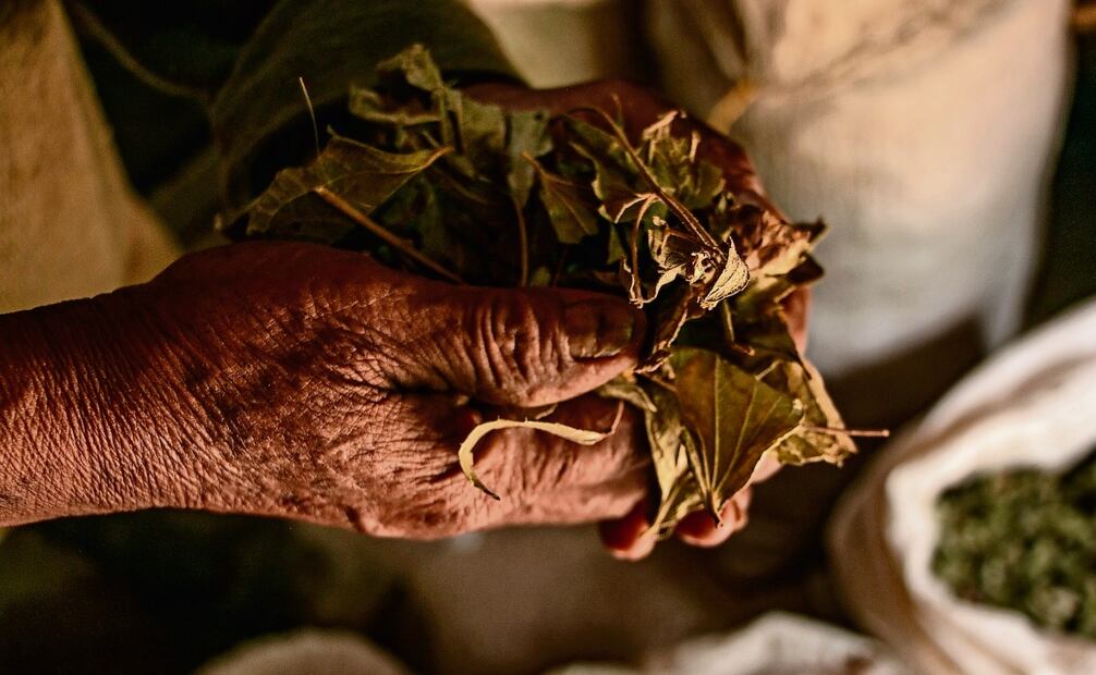 Con hierbas y tés, las mujeres triquis atienden los dolores de los niños y
de los adultos, una tradición heredada por generaciones. Foto: Juana García / EL UNIVERSAL