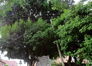 Declaran patrimonio natural a “Laureano” y al “Viejo del Agua”; buscan proteger árboles emblemáticos de CDMX