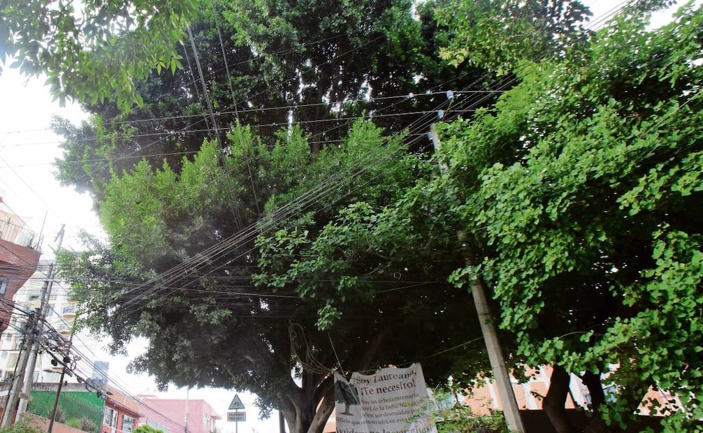 Se aprobó un dictamen para prohibir el derribo o trasplante de árboles declarados como patrimonio natural o urbanístico de la CDMX, como es el caso del famoso árbol Laureano. Foto: Archivo EL UNIVERSAL