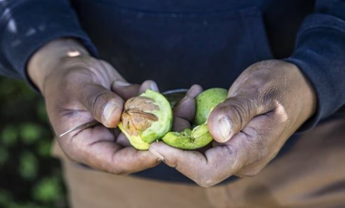 Nuez de castilla. Foto: Archivo