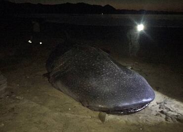 Hallan cuerpo de tiburón ballena en playas de BC
