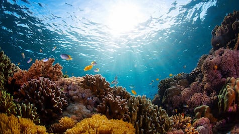 Tratado histórico a favor de la biodiversidad marina