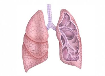 Científicos desarrollan pequeños pulmones en probeta