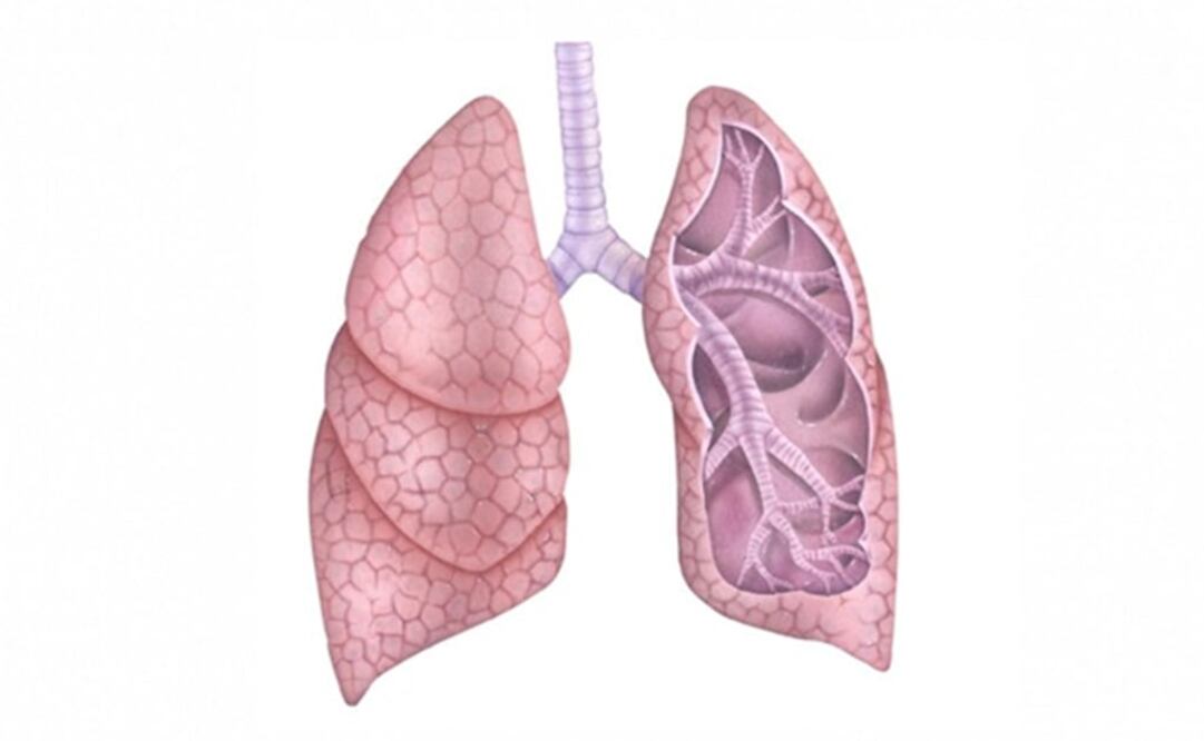 El trabajo asegura que el tejido desarrollado constituye a "organoides" similares en pequeño a pulmones humanos. (FOTO: Especial)