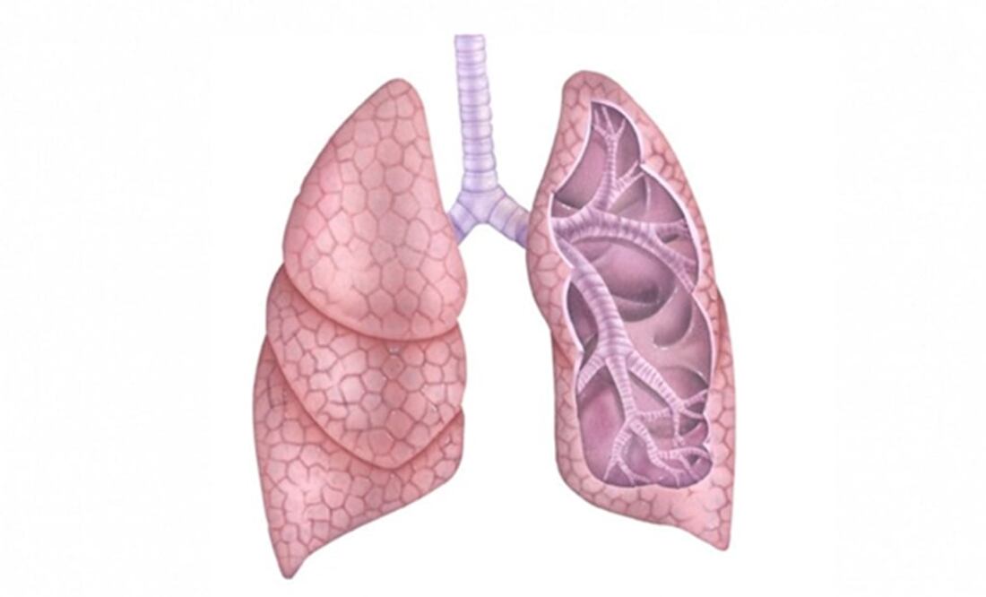 El trabajo asegura que el tejido desarrollado constituye a "organoides" similares en pequeño a pulmones humanos. (FOTO: Especial)