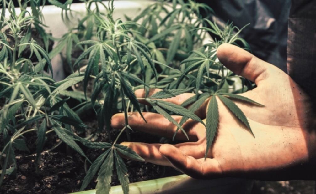 No sólo contra Covid-19: La marihuana también ataca al cáncer y estas enfermedades, dice experto
