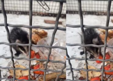 VIDEO: Rescatan a tlacuache de instalaciones de la Secretaría de Seguridad Ciudadana