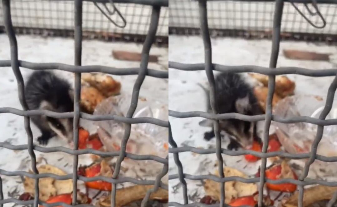 Se desconoce si el animal será puesto a disposición de los elementos de protección animal o si será liberado. Foto: Captura de pantalla