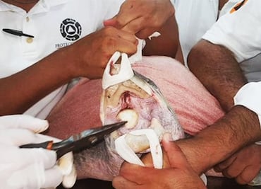 Extraen de la boca de una tortuga una cuchara de plástico que ponía en riesgo su vida