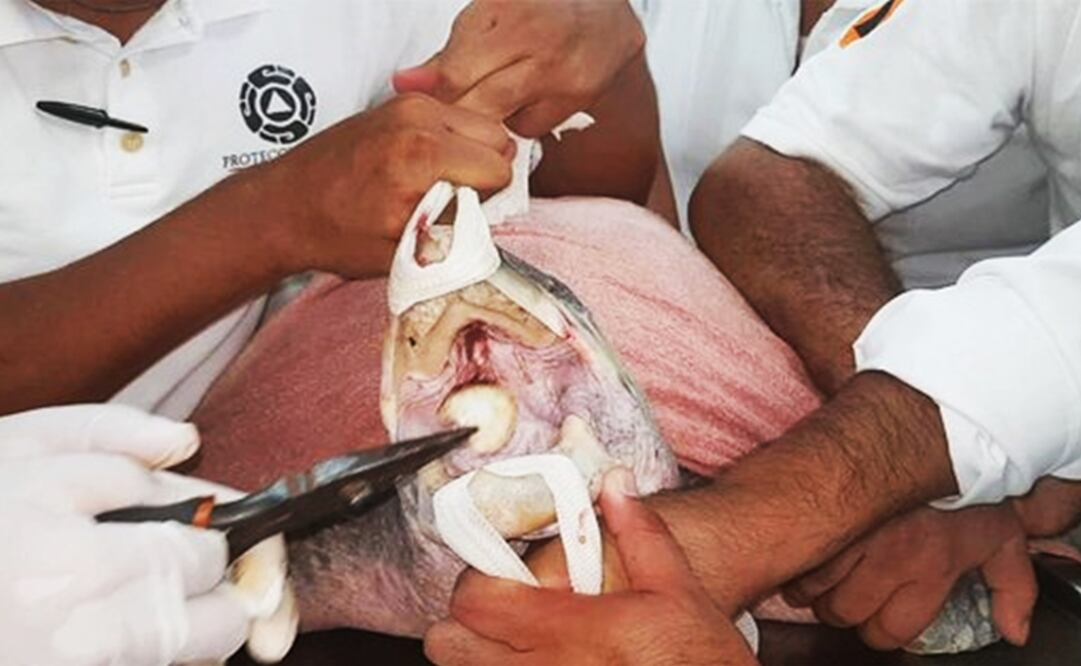 Protección Civil de San Pedro Mixtepec, municipio perteneciente a la Costa de Oaxaca, difundió el video en redes sociales (Foto: Especial)