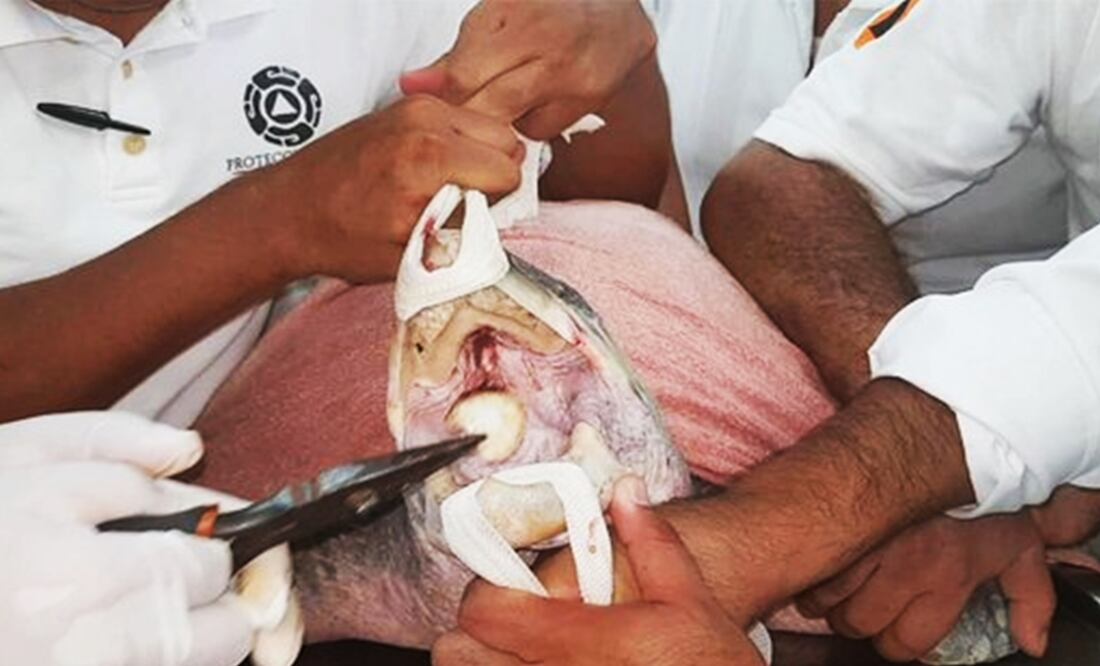 Protección Civil de San Pedro Mixtepec, municipio perteneciente a la Costa de Oaxaca, difundió el video en redes sociales (Foto: Especial)