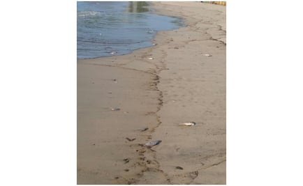 Exigen repoblar especies marinas en áreas afectadas por incendio en Salina Cruz