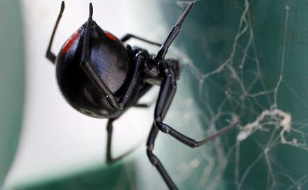 Black widow spiders spread through Yucatán